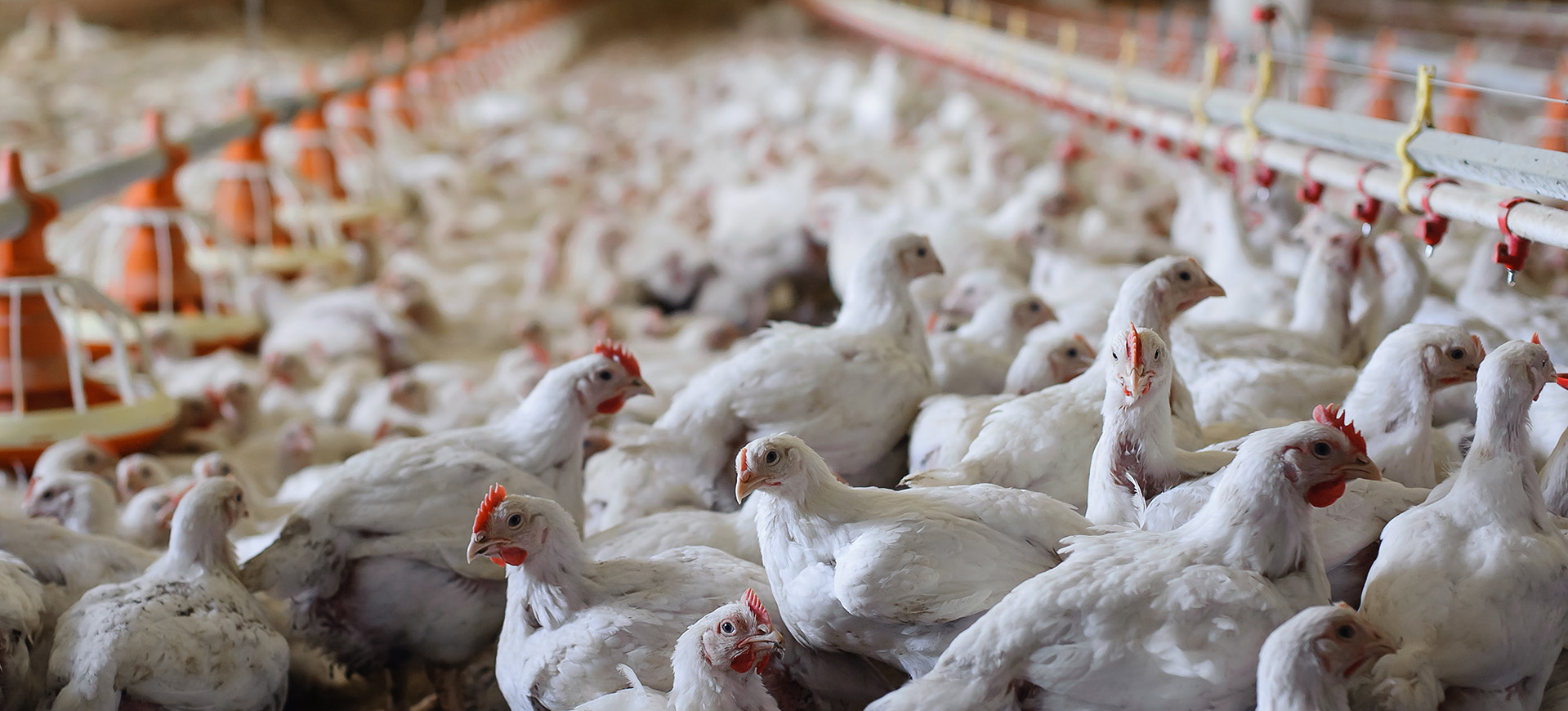 poultry-1